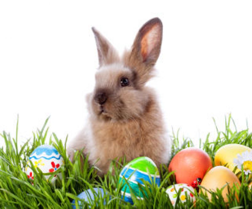 Por que o coelho é símbolo da Páscoa?