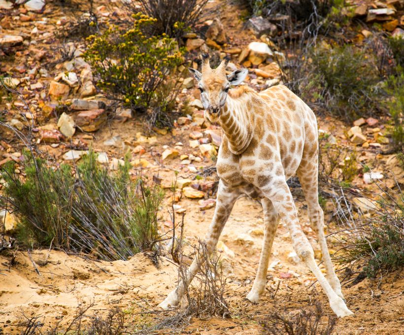 Filhotes de girafa andam logo após nascerem