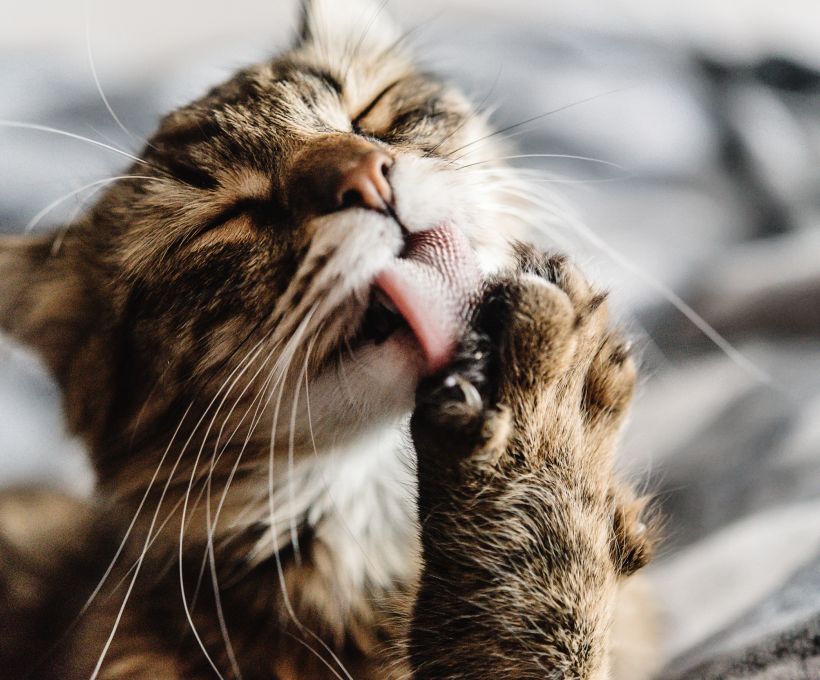 Você sabe do que é feita a língua de um gato?
