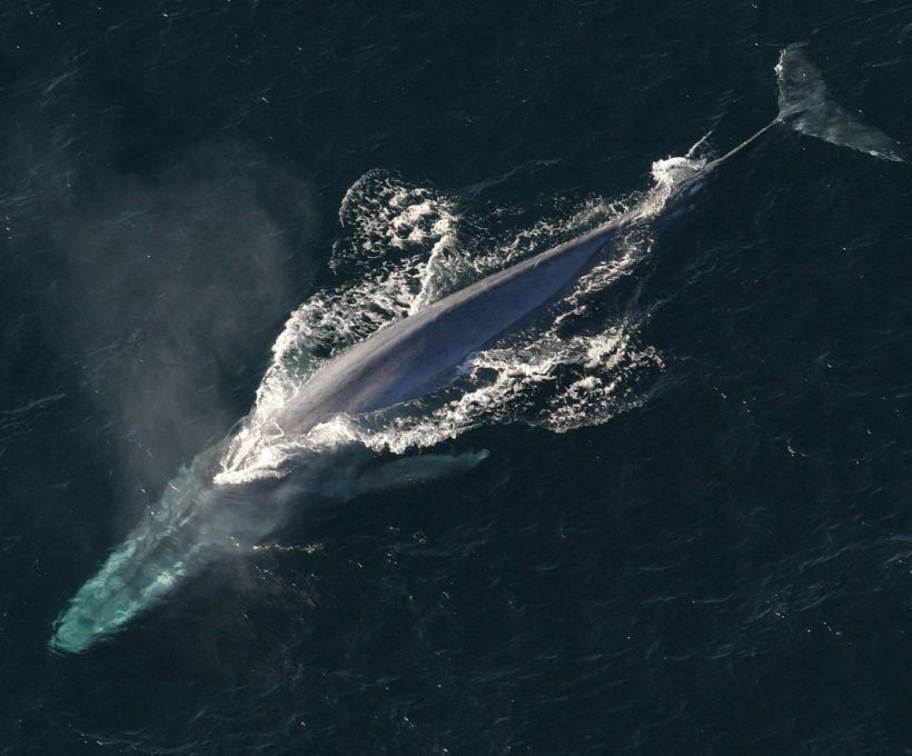 A língua da baleia azul tem o peso de um elefante