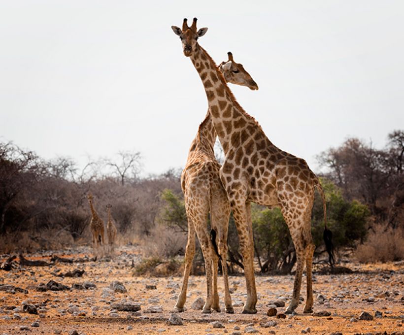 Por que as girafas têm pescoço comprido?