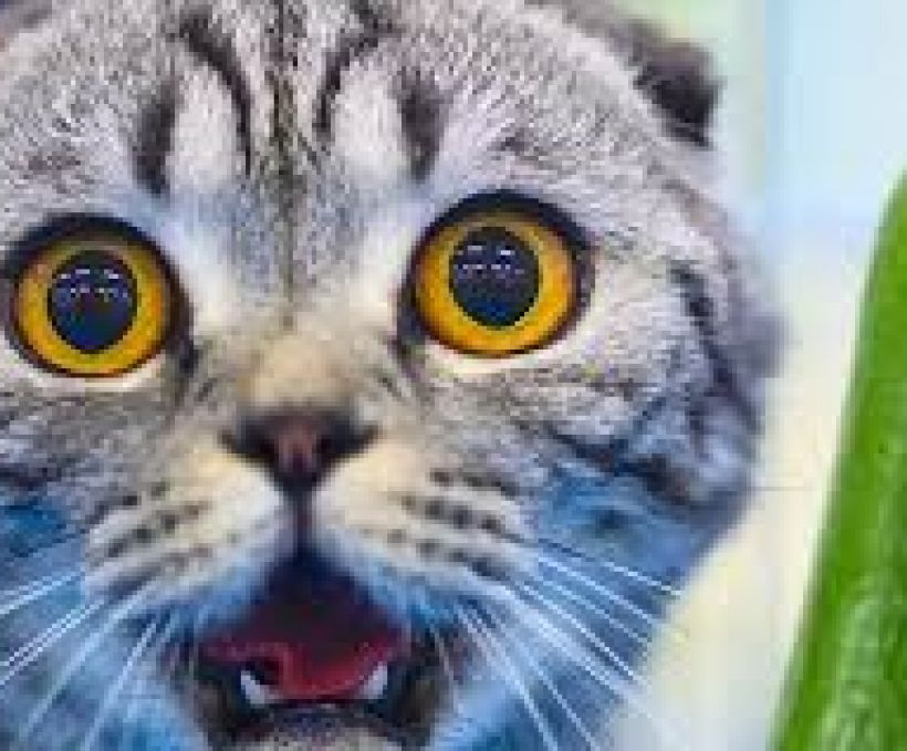 Por que gatos têm medo de pepinos?