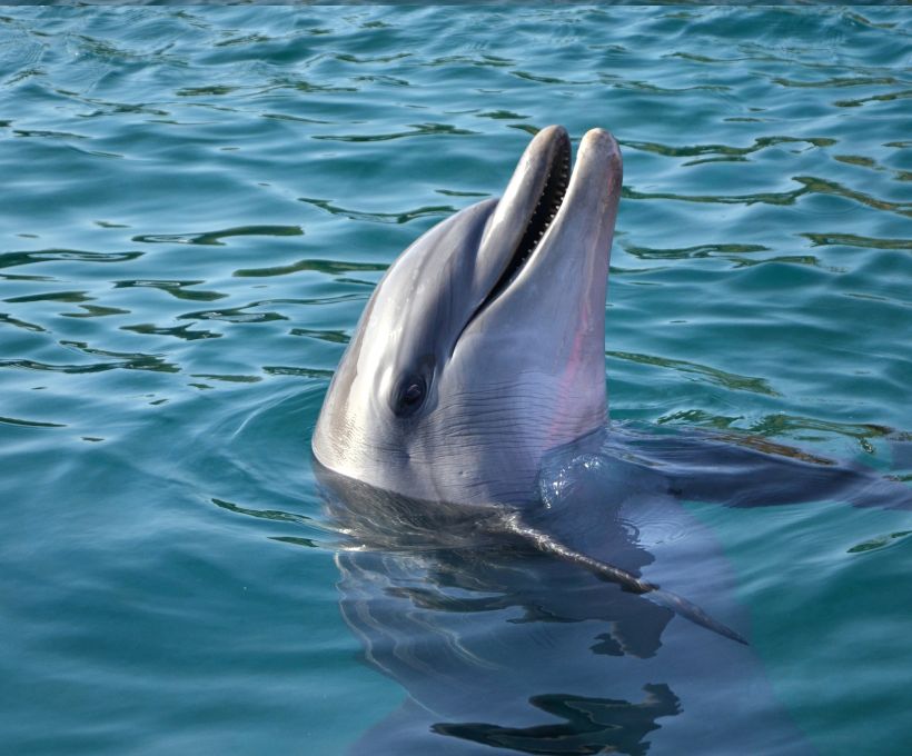 Os golfinhos podem aprender outra língua