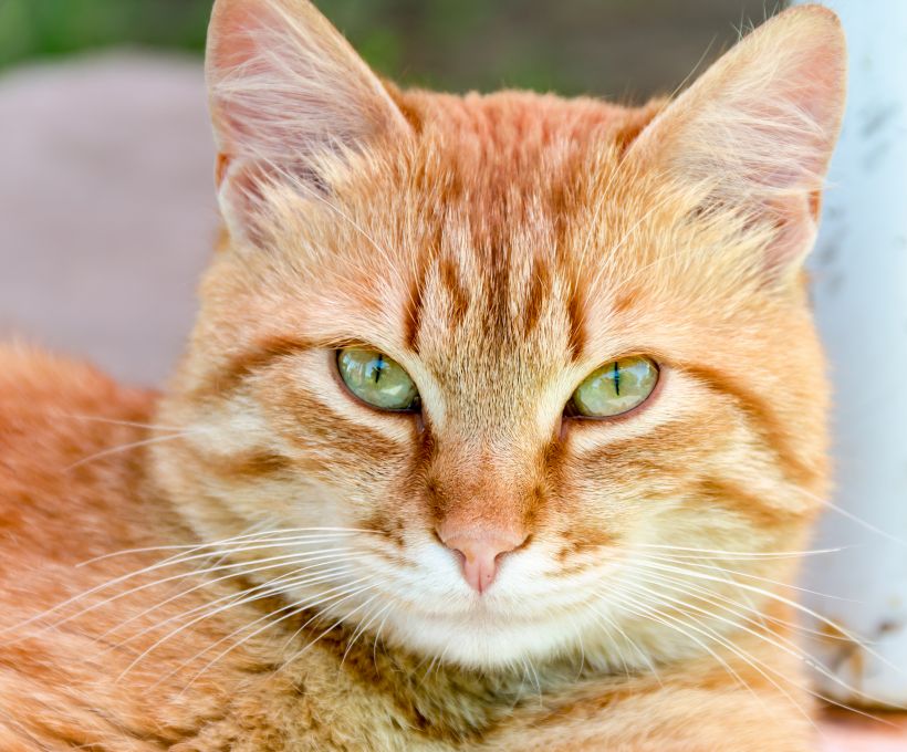 3 curiosidades sobre gatos