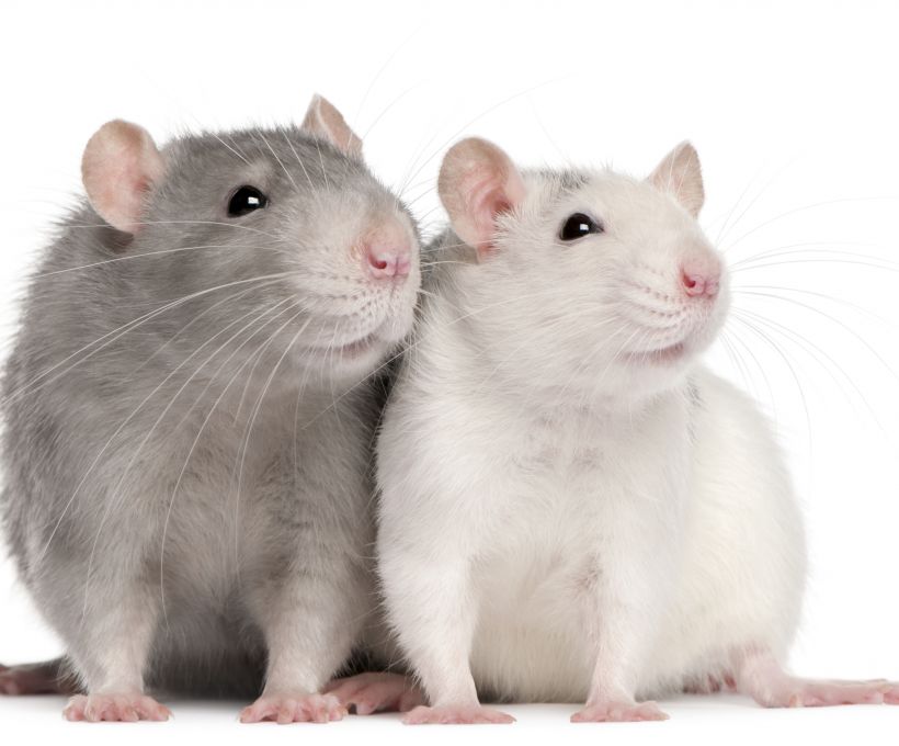 Ratos tem cócegas