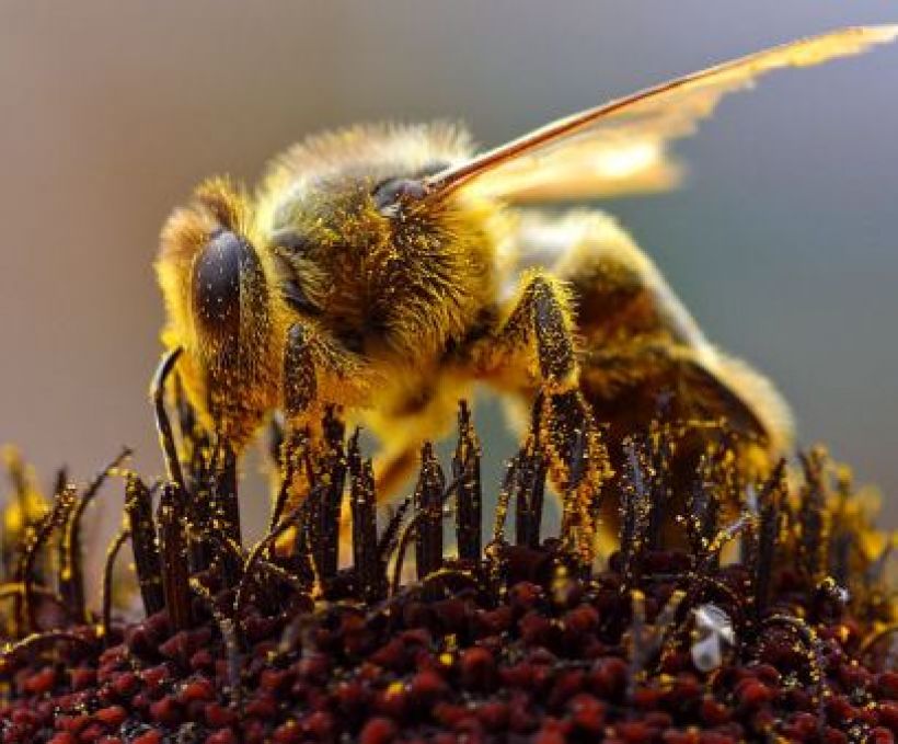 A abelha muda o corpo quando se torna rainha