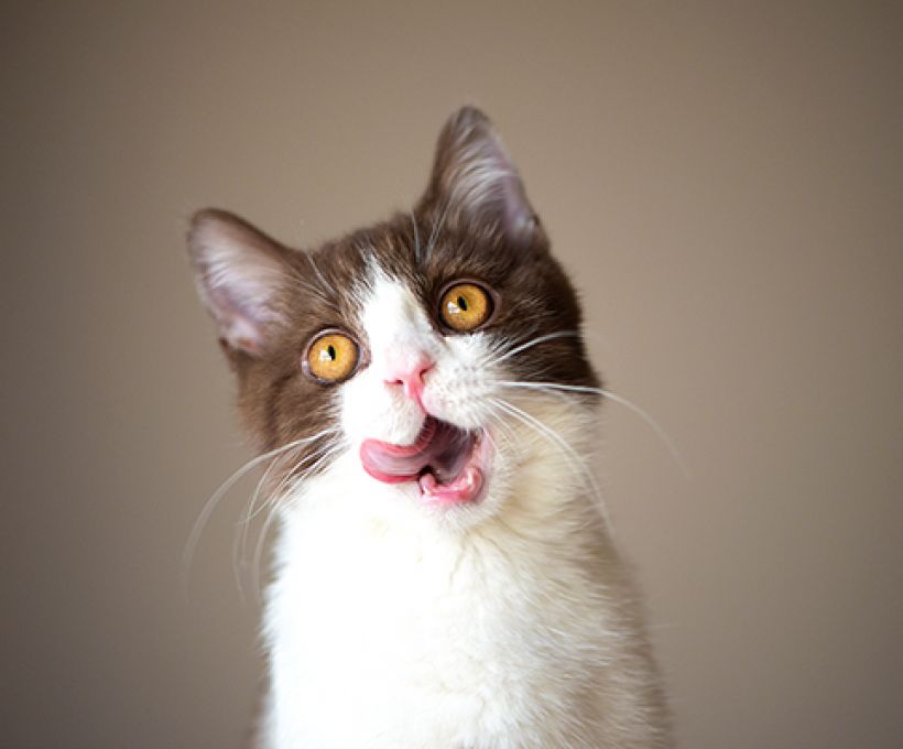 Gato