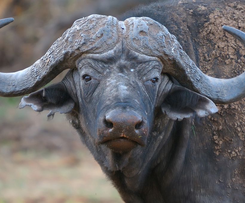Democracia no reino animal