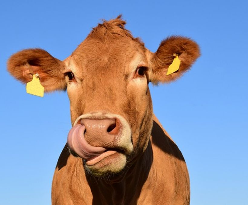 Vaca