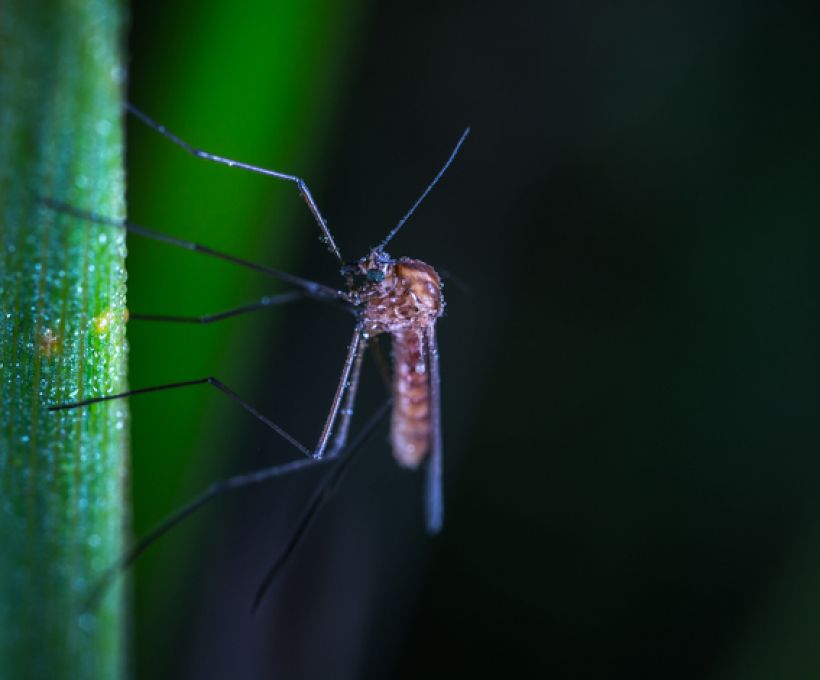 Mosquito