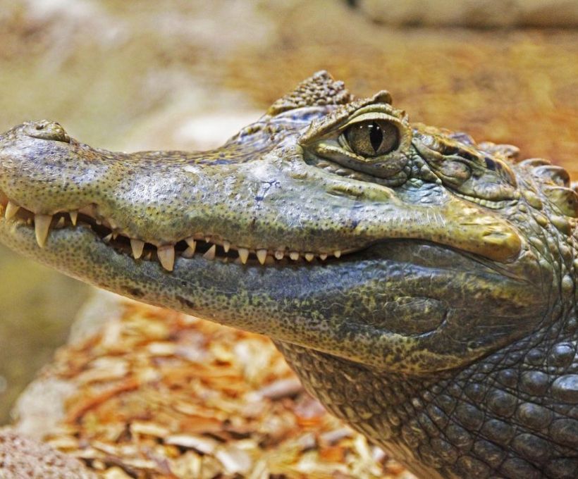 Crocodilo barrigudo