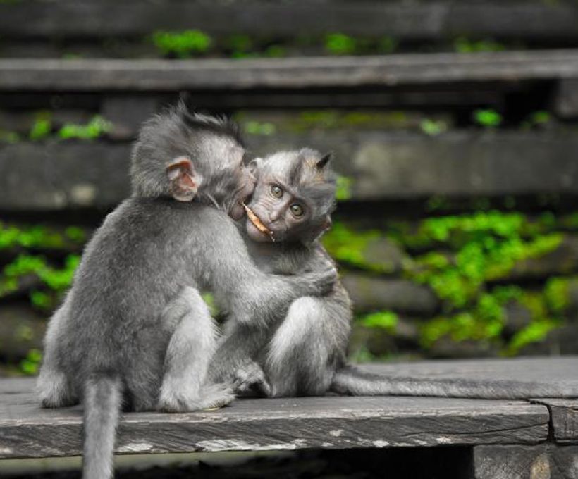 Macaco