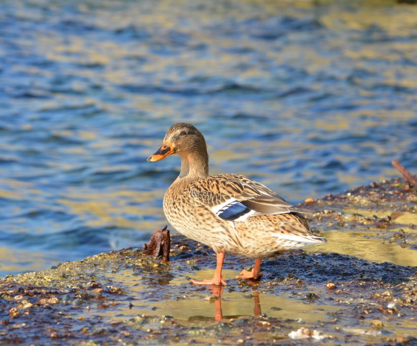Patos
