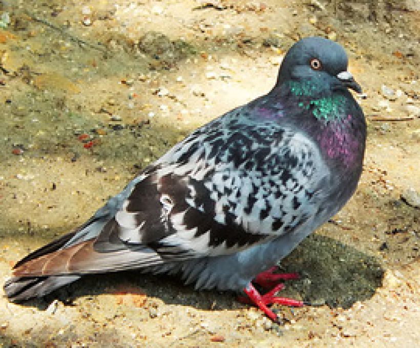 Pombo