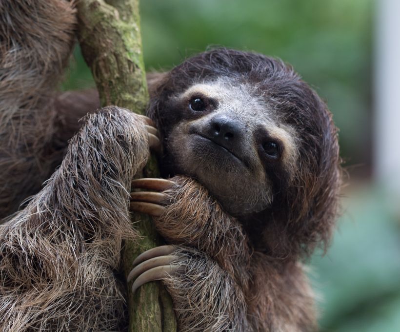 A curiosidade é sobre o bicho-preguiça.