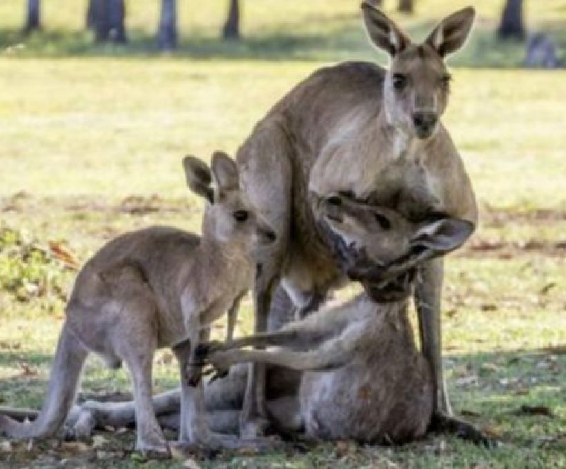 Cangurus não conseguem caminhar