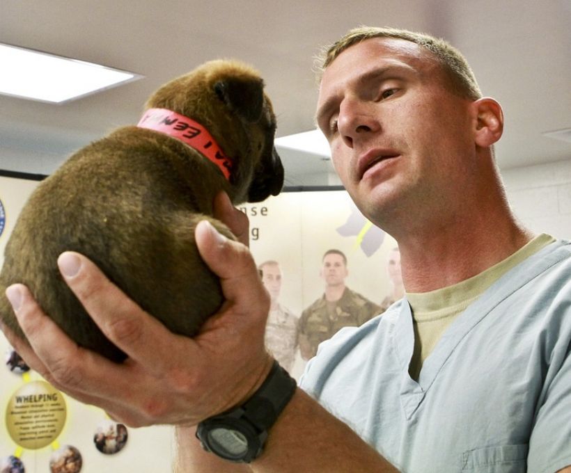 Veterinário