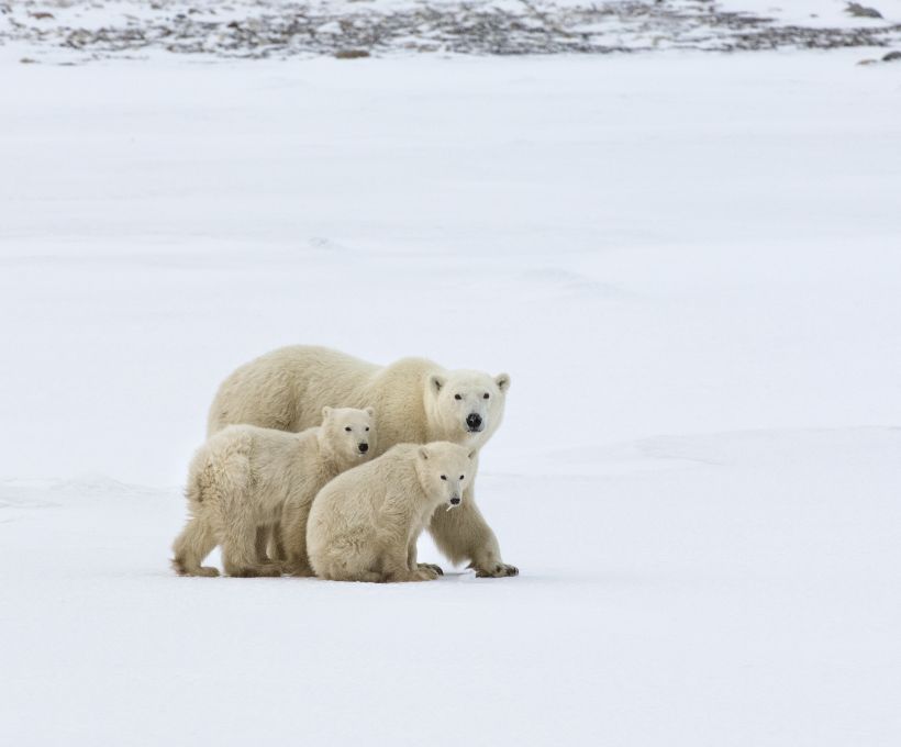 Você sabe qual é a cor da pele do urso polar?