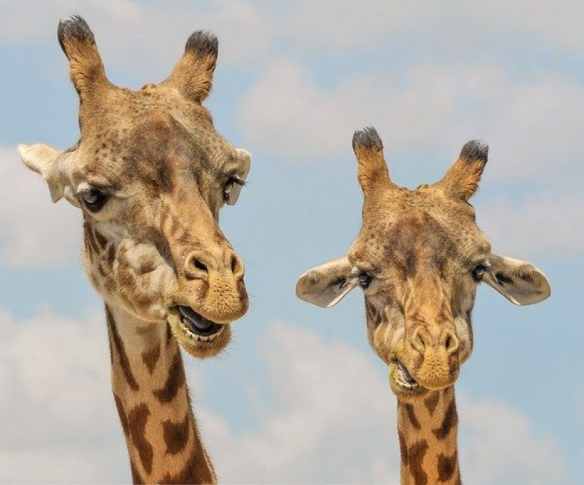 Girafa e papagaio