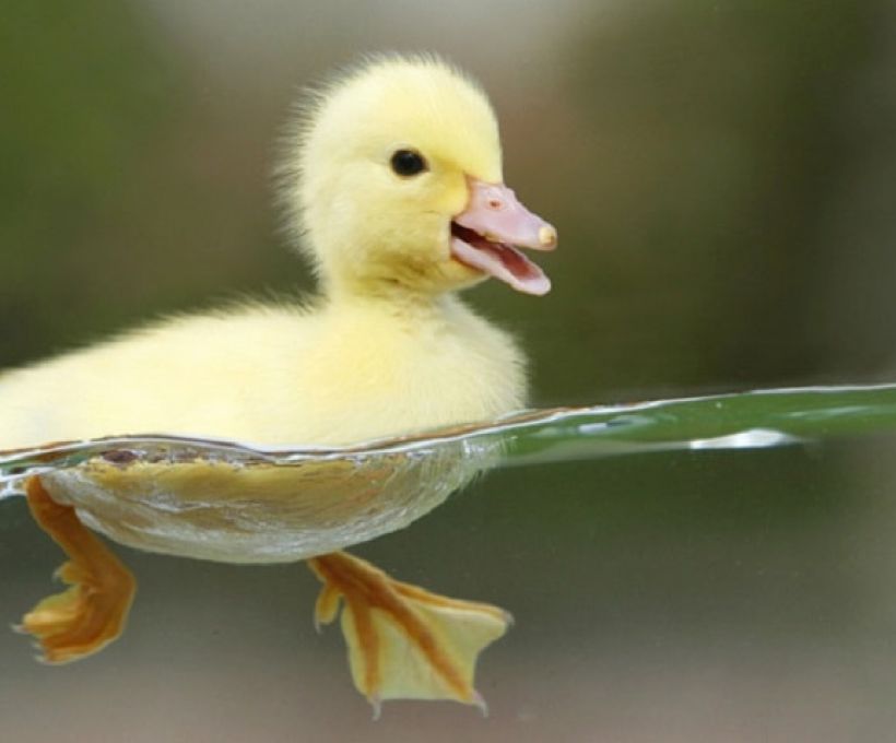 Patos