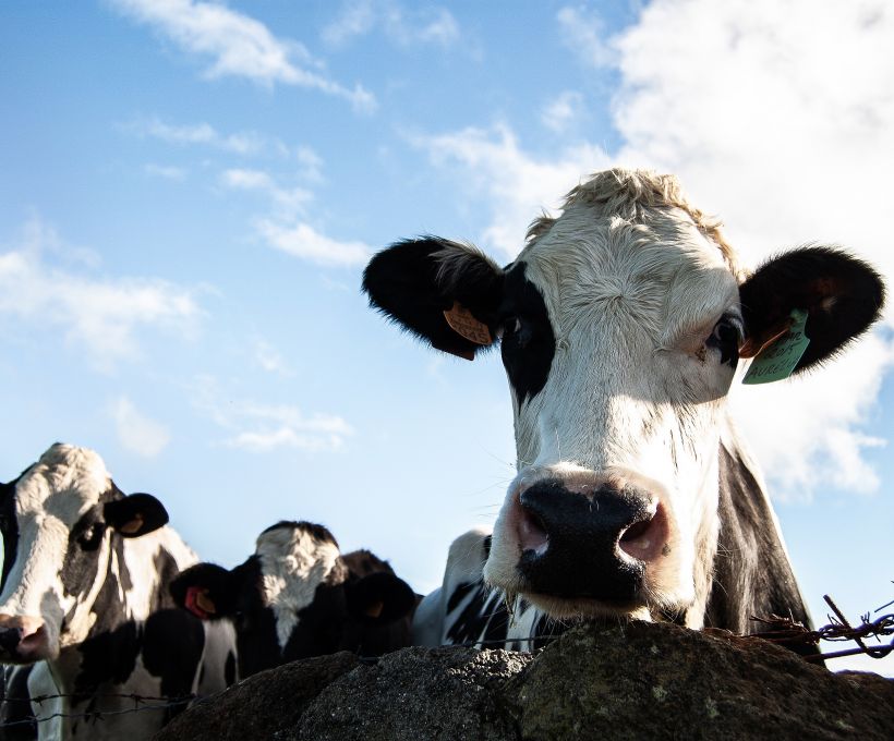 Vacas tem amigas?