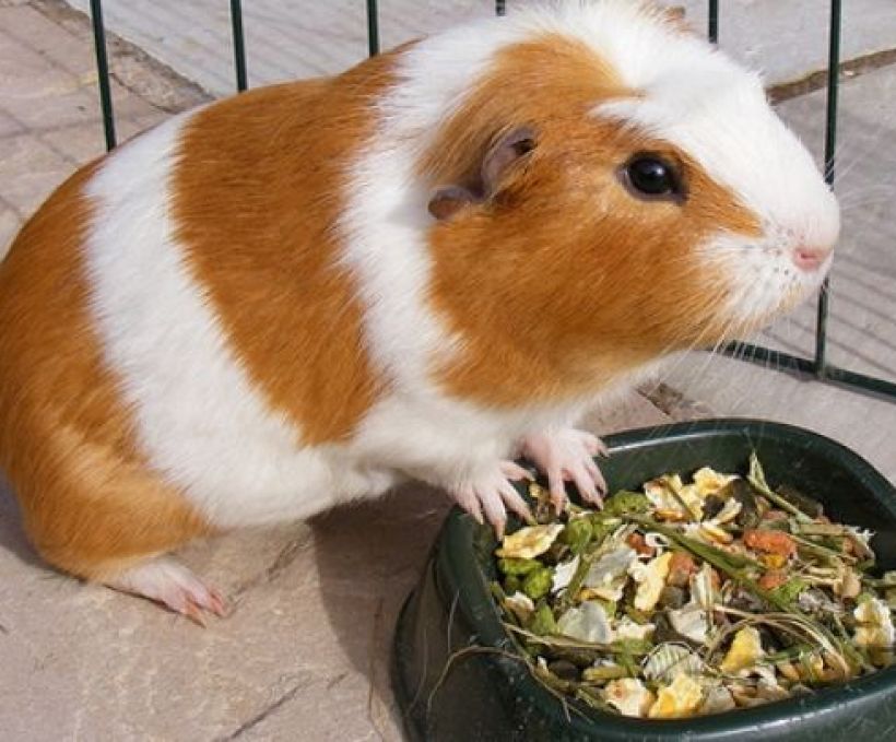 Porquinho-da-índia