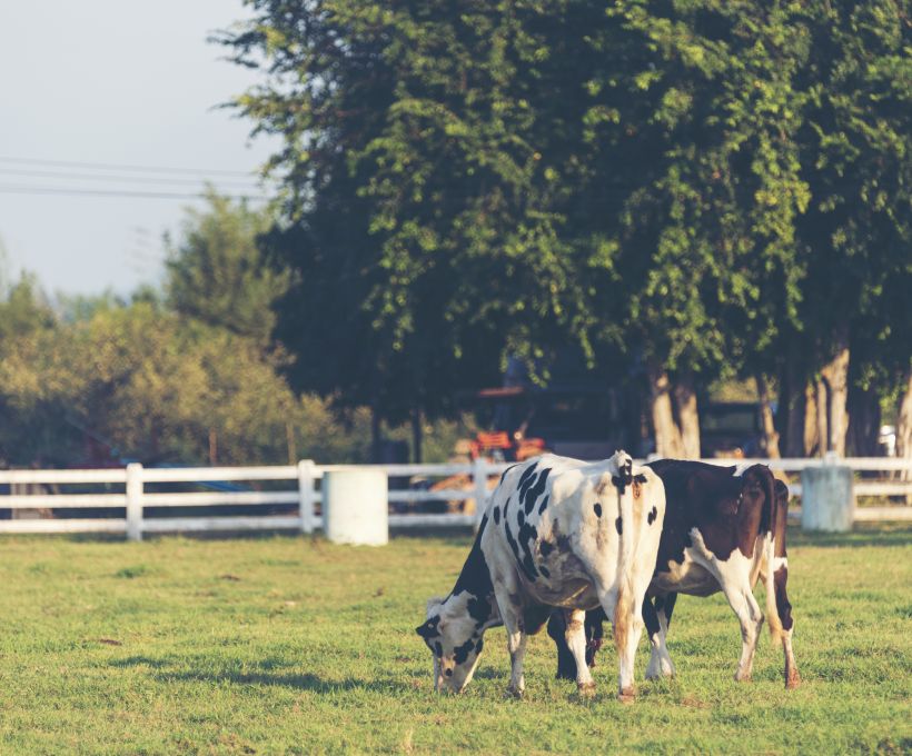 A maioria das vacas evita descer escadas