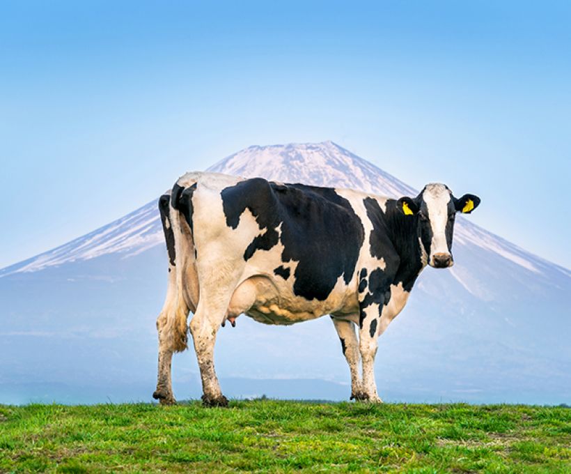 Vaca sagrada