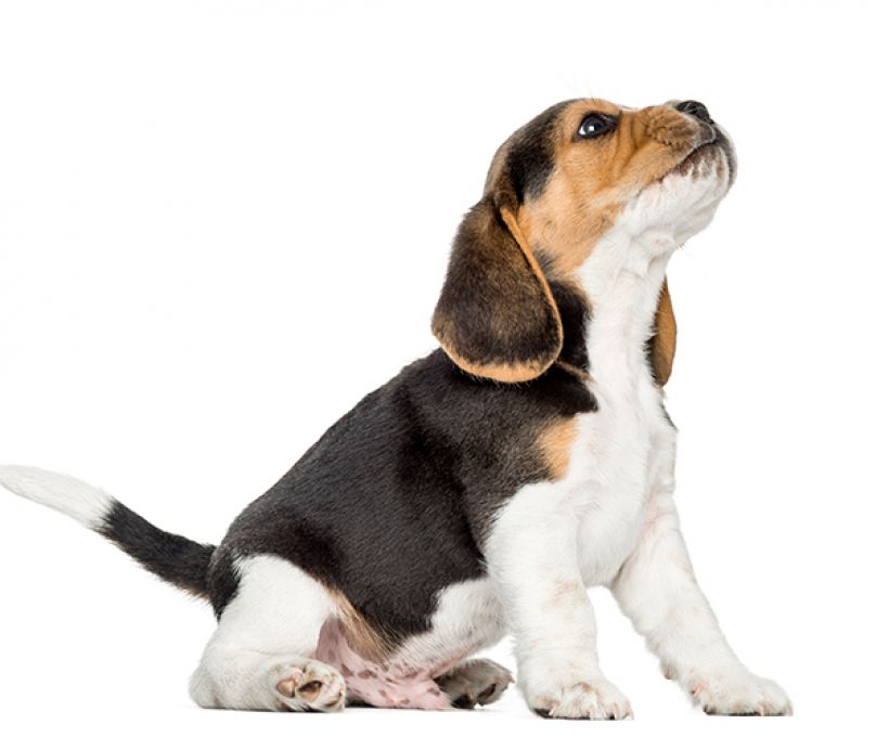 Por que os cães uivam?
