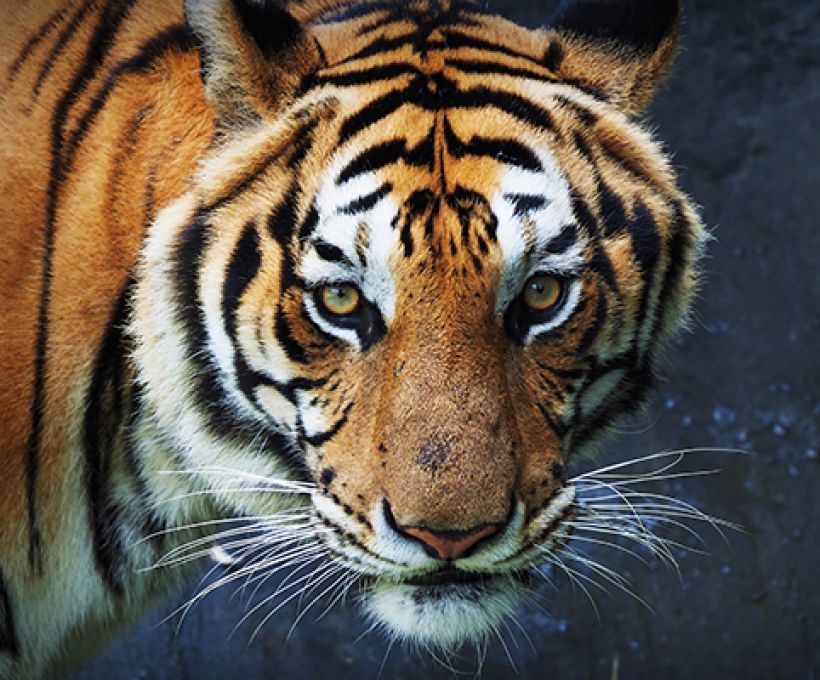 Tigres