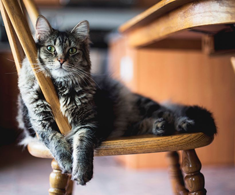 Gato