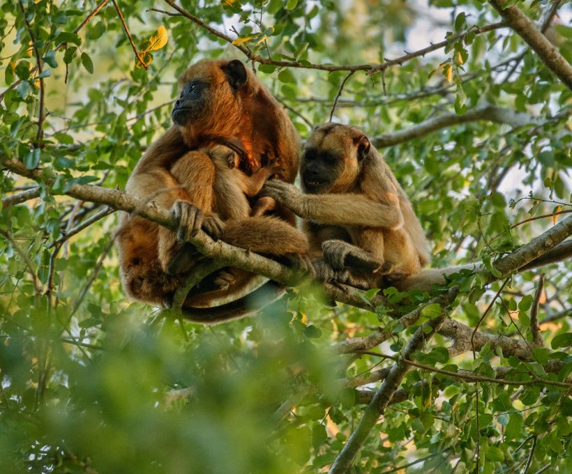 CURIOSIDADES SOBRE ANIMAIS DA FAUNA BRASILEIRA