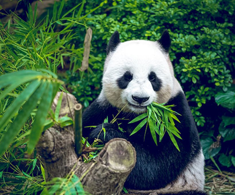 Pandas